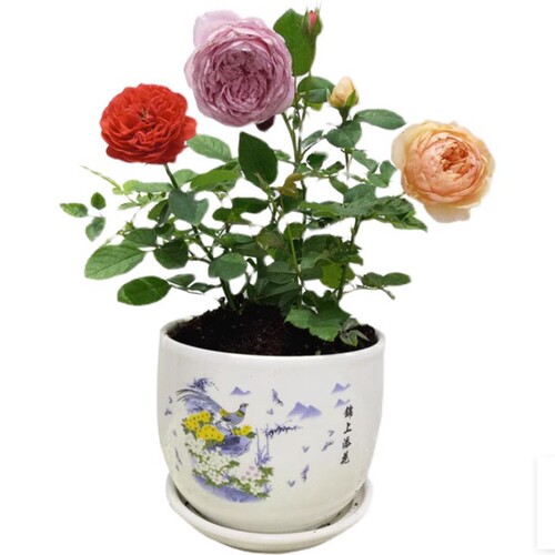 藤本月季花苗蒂娜 粉龙 樱霞开花绿植庭院盆栽多季好养花卉爬藤