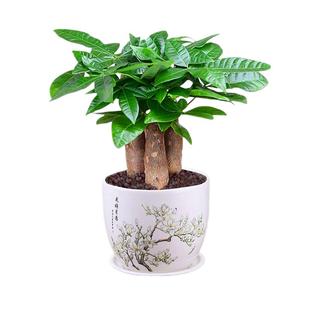 发财树室内小盆栽绿植花卉水培植物绿萝文竹四季好养活办公室桌面