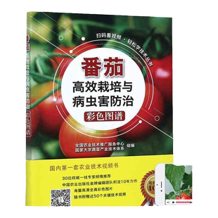 农业书籍番茄高效栽培与病虫害防治彩色图谱高效西红柿栽培病虫害防治种植技术大全书农药知识农作物现代大棚蔬菜作物育种学种植业