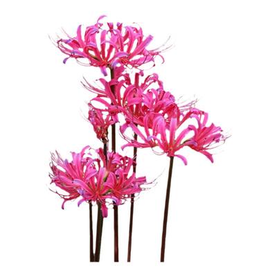 红蓝玫瑰石蒜多年生彼岸花种球