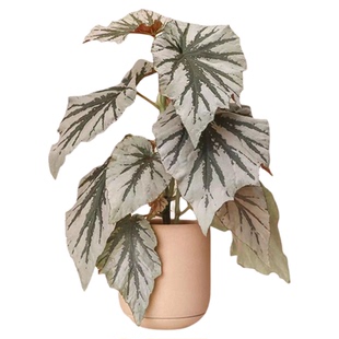 魔镜秋海棠  Begonia 'Looking glass'  网红室内绿植盆栽 直播间