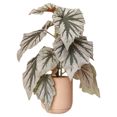 魔镜秋海棠  Begonia 'Looking glass'  网红室内绿植盆栽 直播间
