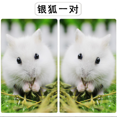 琥珀仓鼠绵阳小崽子贵族蓝毛活物新手疫苗一公一母巨型不咬人好养