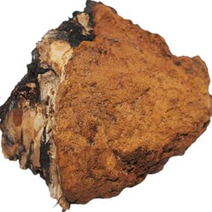 长白山桦树茸白桦茸菇桦褐孔菌桦树泪桦树瘤chaga恰咖整只带黑金