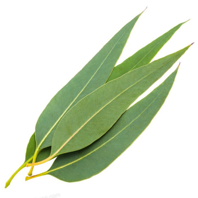 新鲜桉树叶 蓝桉树叶尤加利叶现摘蜜袋鼯除臭驱虫磨牙抑菌祛味