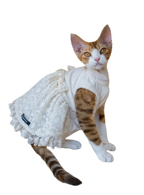 GINGERAIN 米色蕾丝背心裙无毛猫德文猫衣服仙女网纱带内衬连衣裙