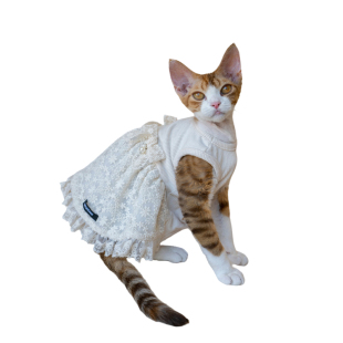 GINGERAIN 米色蕾丝背心裙无毛猫德文猫衣服仙女网纱带内衬连衣裙