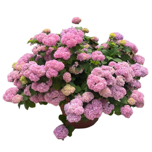 绣球花苗盆栽带花卉植物室内外无尽夏大花四季开花庭院好养易活绿