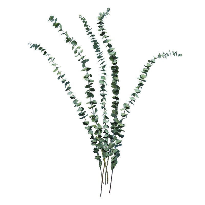 北欧天然干花植物花材极简软装家居饰品橱窗摆设小清新干尤加利叶