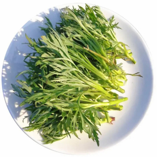 芦蒿带根苗藜蒿根茎芽泥蒿秧现挖现发盆栽小菜园大棚四季包成活率
