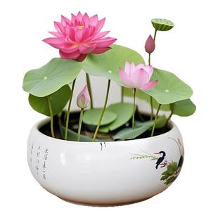 碗莲种藕水培绿植物迷你荷花盆栽水养四季花卉七彩睡莲花小型根苗