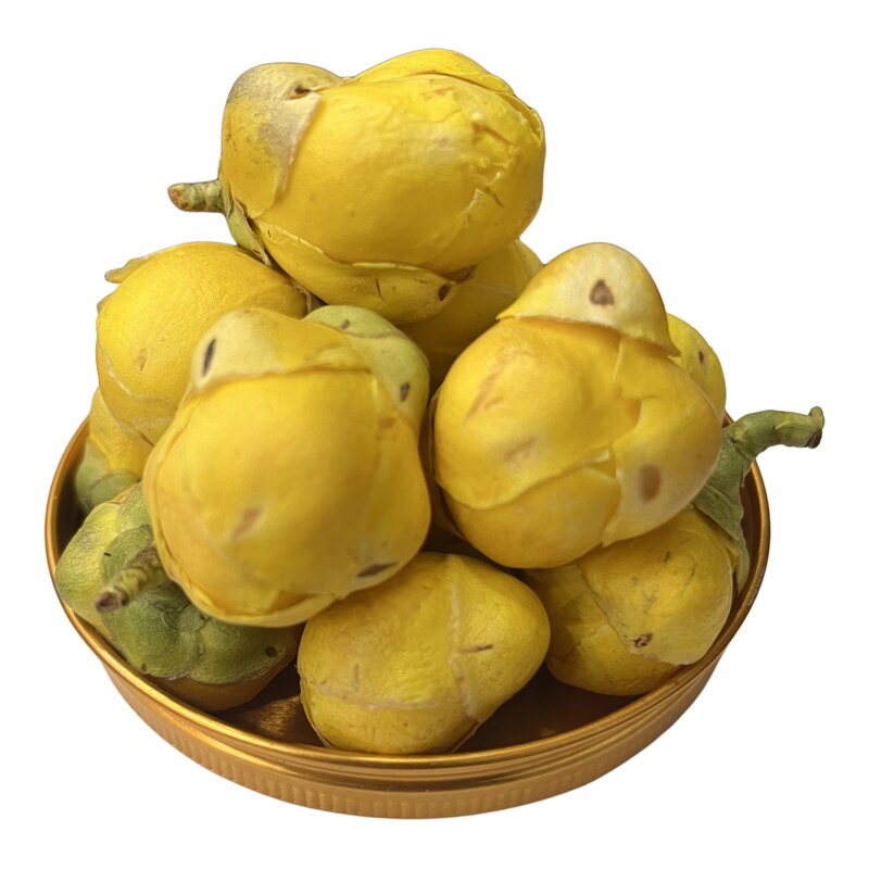 含苞欲放金花茶花蕾500克