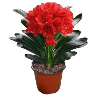 四季君子兰盆栽花苗物蝴蝶兰四季室内易活绿植常青好养多肉花卉