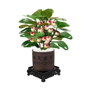 带果小盼菩提树盆景室内植物盆栽办公室客厅桌面绿植中式禅意摆件