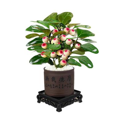 特A精品菩提盆栽13.8元