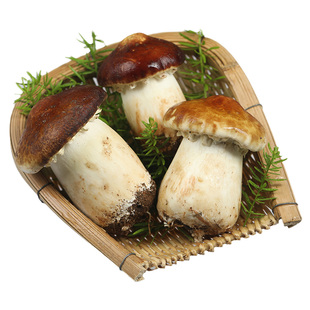 云南精品姬松茸新鲜菌菇特产菇类巴西菇食用菌松茸蘑菇松耸赤松茸