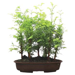 水杉 水杉树苗 包邮 金叶水杉 树苗 水衫树苗 水松树 速生杉树苗