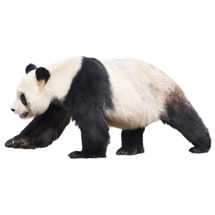 黑白影子配对卡片 发育迟缓自闭症孤独症儿童注意力训练康复教具