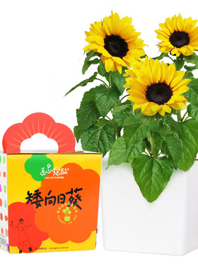 匠心绽放向日葵种植盆栽学生观察