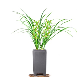 翁源兰花德芳兰业九华蕙兰大一品客厅阳台浓香型花卉绿植基地园艺