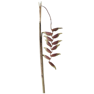 天然吊鸟干花民宿装饰枝条干树枝诧寂风插花摆件拍照道具氛围布置