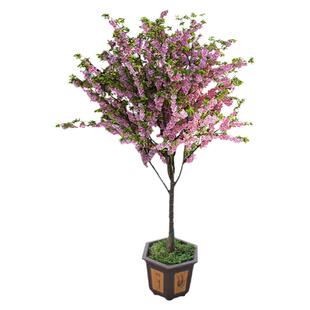 绚丽四季海棠花树苗盆栽西府海棠花庭院阳台耐寒花卉植物垂丝海棠