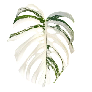 荷兰白叶白锦龟背竹锦进口ins室内绿植庭院稀有Monstera 植迷者