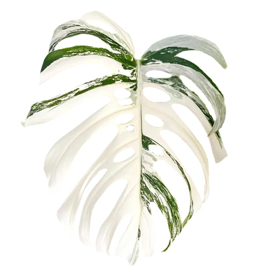 荷兰白叶白锦龟背竹锦进口ins室内绿植庭院稀有Monstera 植迷者