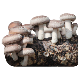 香菇菌包食用菌菌种菌包菌种蘑菇种子多肉植物阳台种植蘑菇菌包