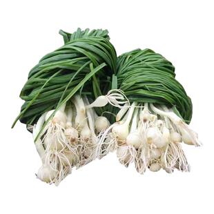 湖南新鲜野葱野菜现挖小根蒜胡葱沙葱野生葱百香葱苦藠头薤白包邮