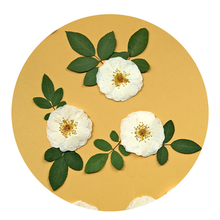 白色玫瑰月季干花diy材料压花相框礼物标本滴胶手工押花火漆印章