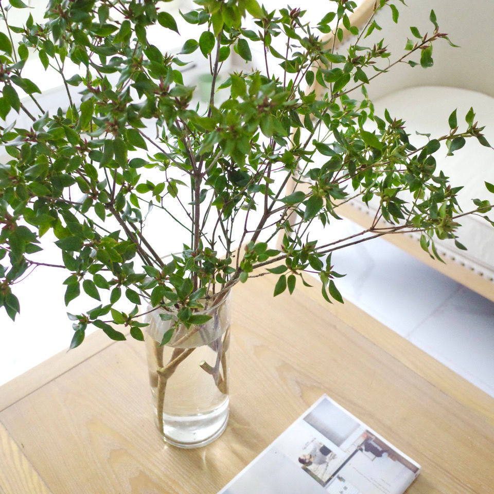 雀舌鲜切枝马醉木盆栽国产吊钟平替马银花懒人室内绿植顺丰