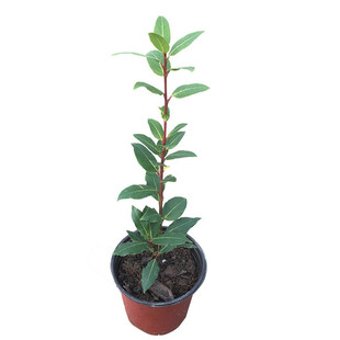 香叶树苗食用调料树地中海月桂炖鱼炖肉卤肉香叶苗南北方种植常绿