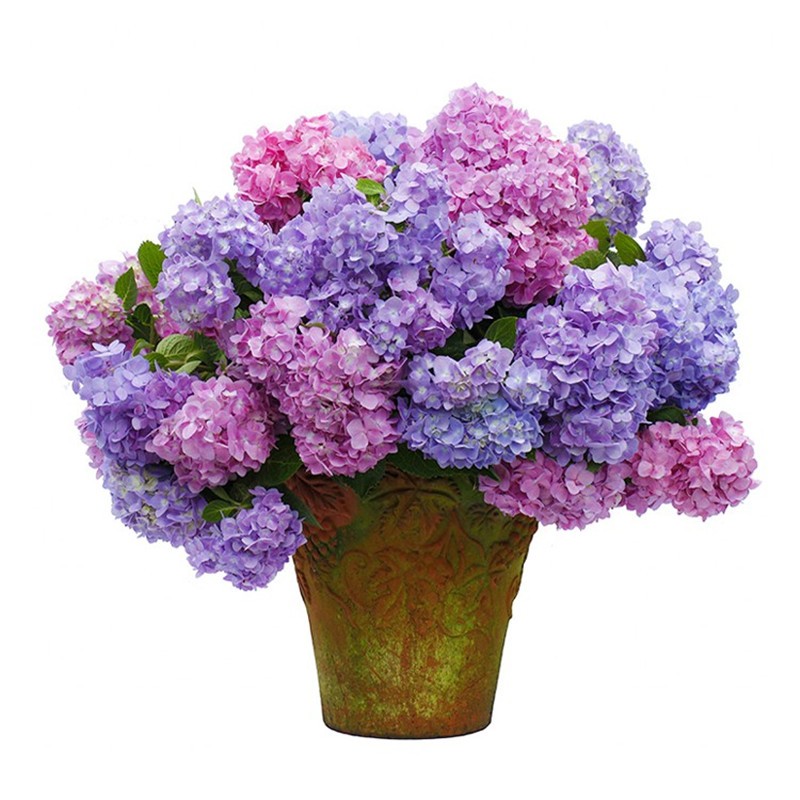 绣球花苗盆栽无尽夏庭院