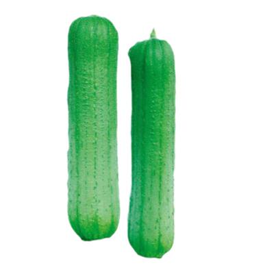 早熟丝瓜种子春秋早熟