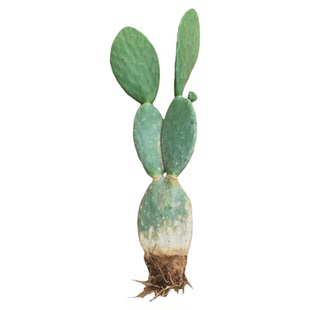 米邦塔食用仙人掌中药药用外敷鲜叶片美容仙人掌可吃的仙人掌多肉