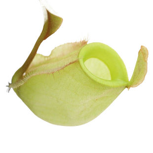 绿苹果猪笼草【高端品种食虫植物 捕虫草驱蚊草 圆形会长地笼】