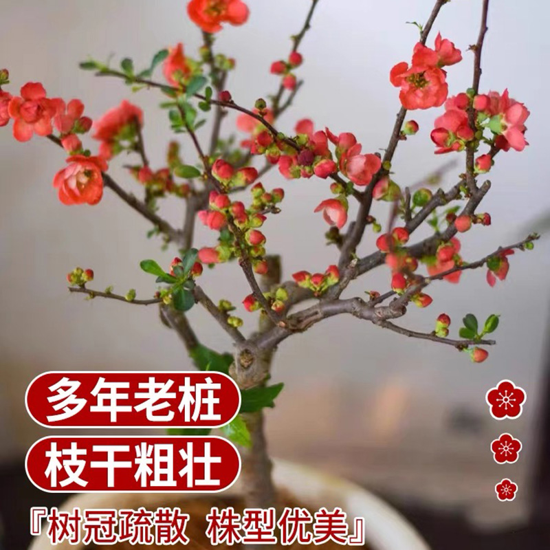 垂丝海棠花盆栽树苗四季开花植物室内红玉花盆景绿植阳台庭院花卉