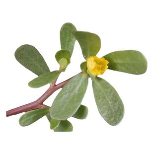 福建草药天然新鲜现挖马齿苋马蜂菜蚂蚁菜老鼠耳五行草长寿菜药用