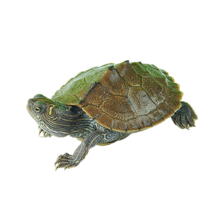 地图小乌龟宠物观赏龟火焰龟水龟活物黑瘤地图深水招财小乌龟龟苗