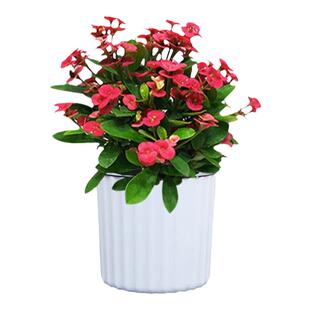 虎刺梅铁海棠盆栽室内阳台办公室四季浓香大花卉耐热绿植开花植物