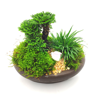 微小型包邮九死还魂草