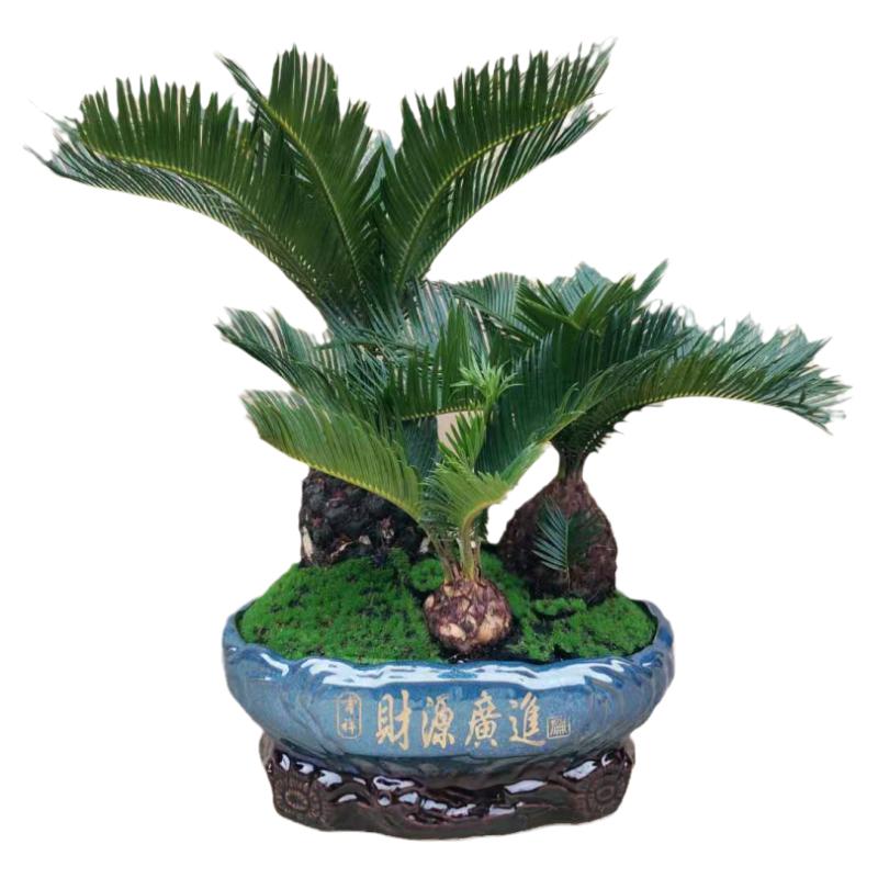 多头铁树盆景客厅盆栽四季常青绿植庭院办公室防一对小盆景盆菠萝