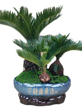 绿植小苗公母包邮铁树盆景多头铁
