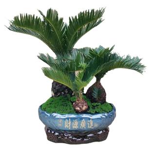 多头铁树盆景客厅盆栽四季常青绿植庭院办公室防一对小盆景盆菠萝