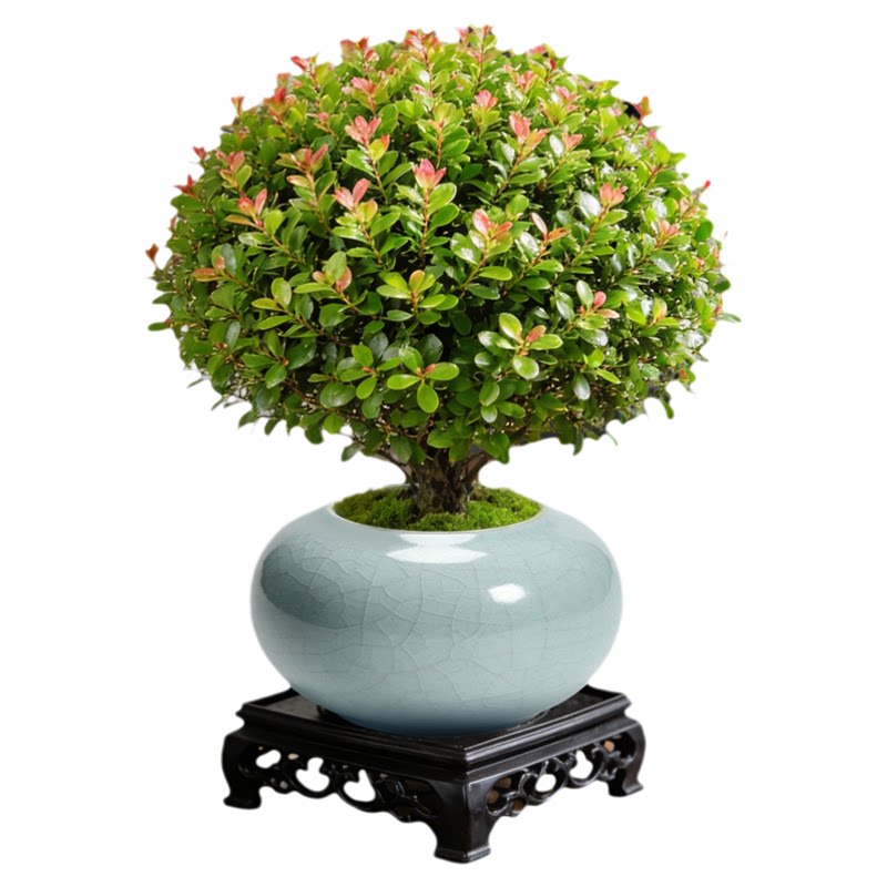 小叶赤楠绿植室内中式禅意植物盆景办公室桌面高级感小盆栽好养活