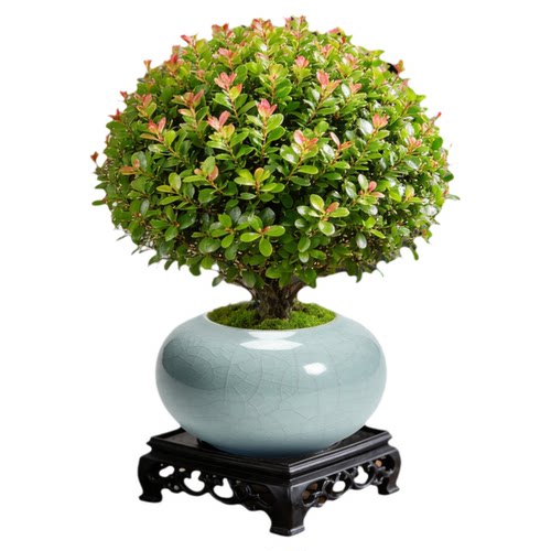 小叶赤楠绿植室内中式禅意植物盆景办公室桌面高级感小盆栽好养活