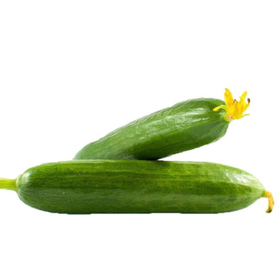 全雌强雌中科茂华四季黄瓜种子