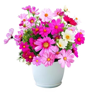 矮杆单瓣波斯菊种子四季易多年生耐寒花坛盆栽春秋季播籽庭院阳台