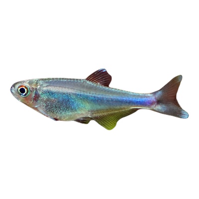 蓝刚果灯科鱼小型淡水热带观赏鱼